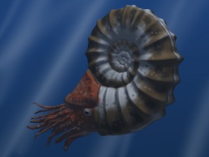 ammonoid rendering