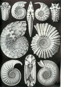 Ammonite types