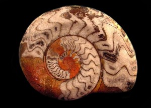 Photograph of ammonoid fossil